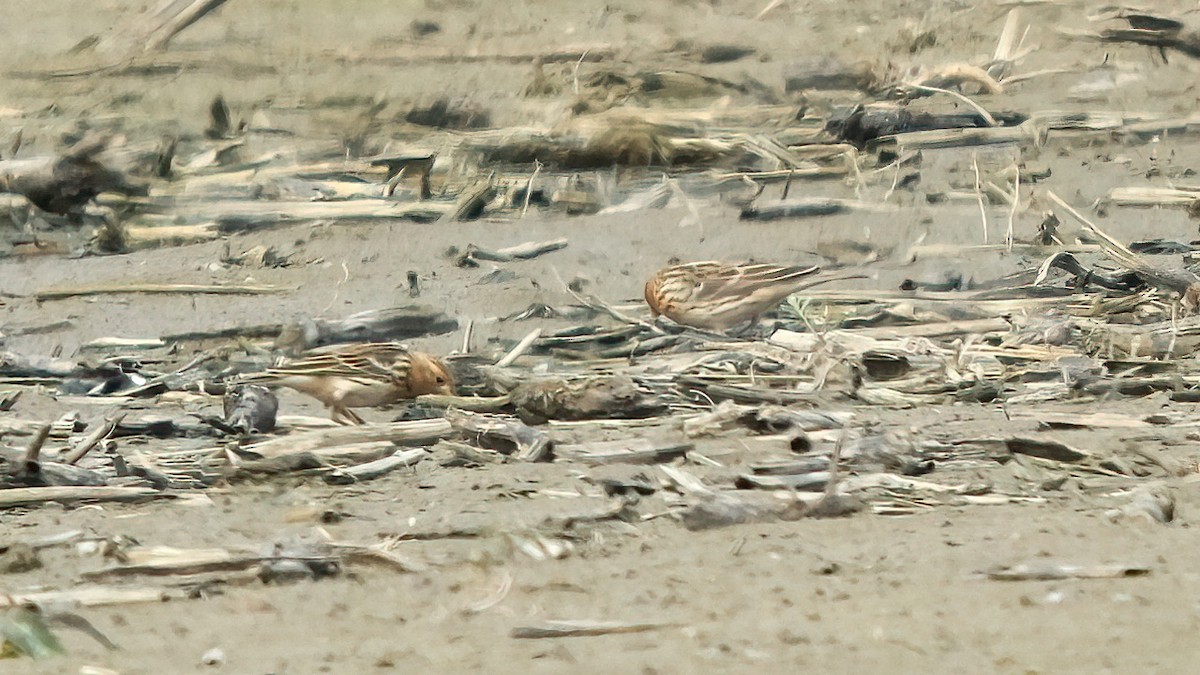 Pipit à gorge rousse - ML618726167