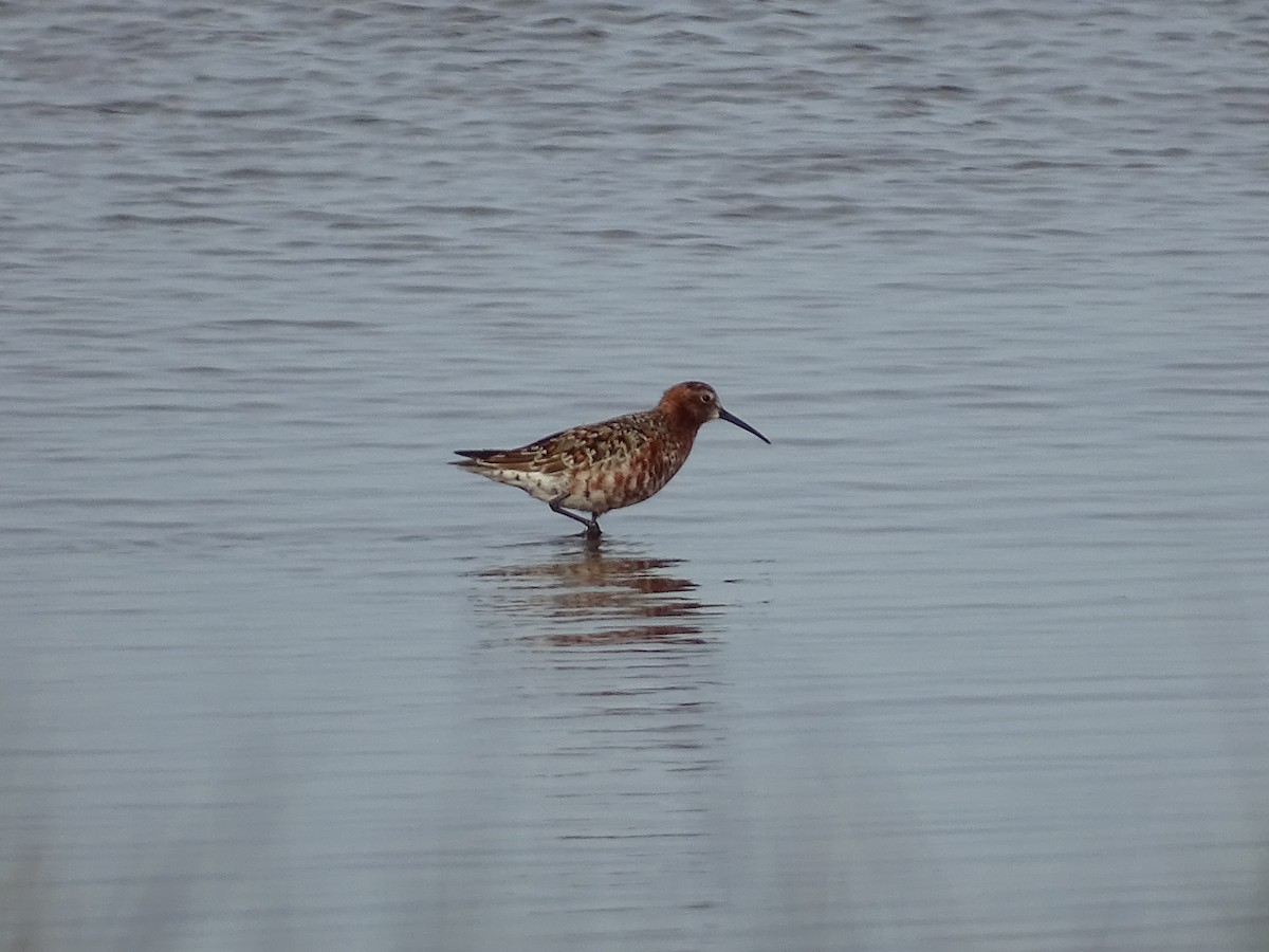 Curlew Sandpiper - ML618726191