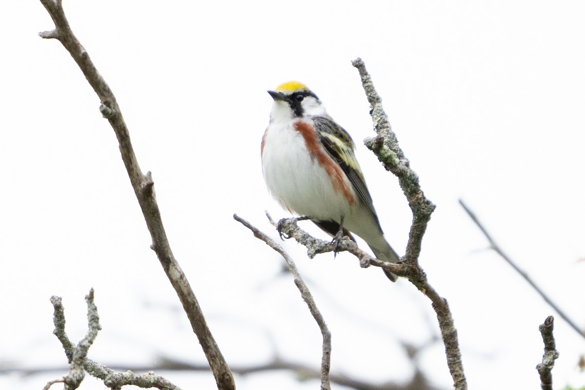 Chestnut-sided Warbler - Tim Horvath