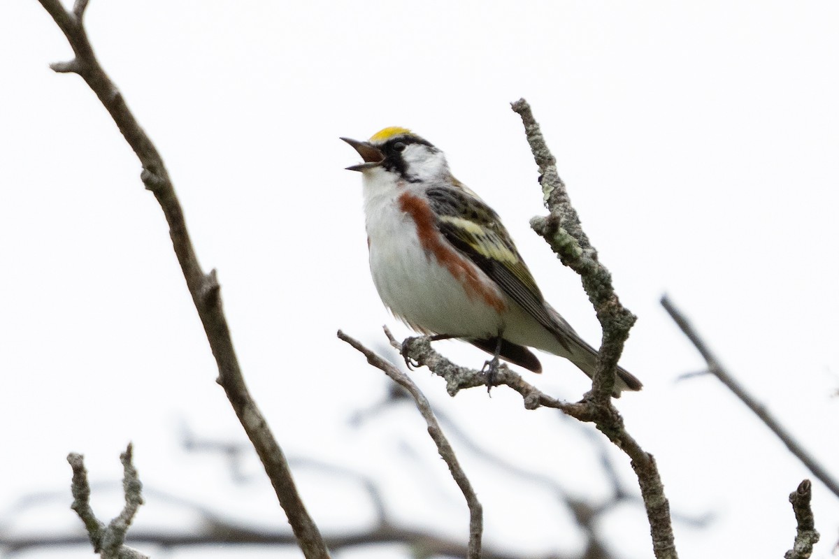 Chestnut-sided Warbler - Tim Horvath