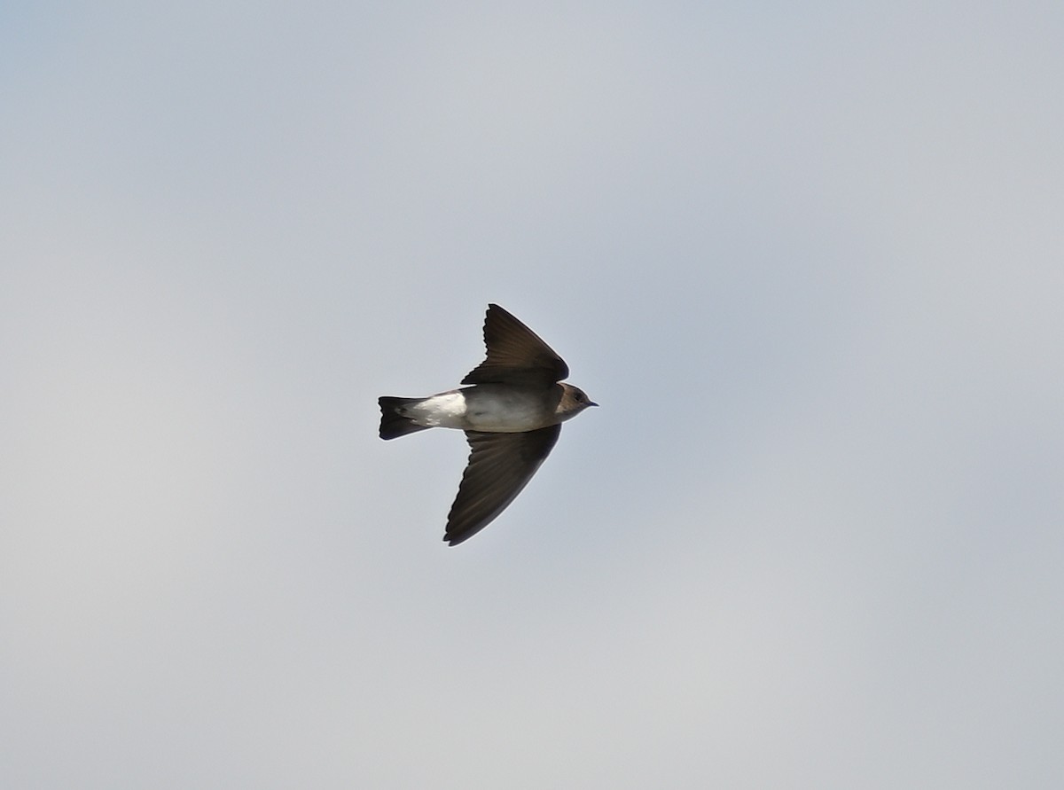 Northern Rough-winged Swallow - ML618726220