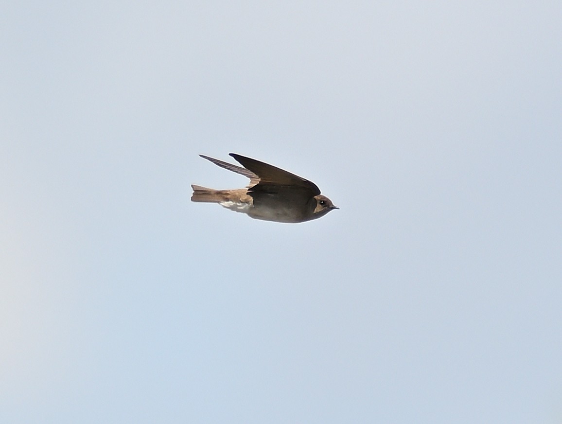 Northern Rough-winged Swallow - ML618726225