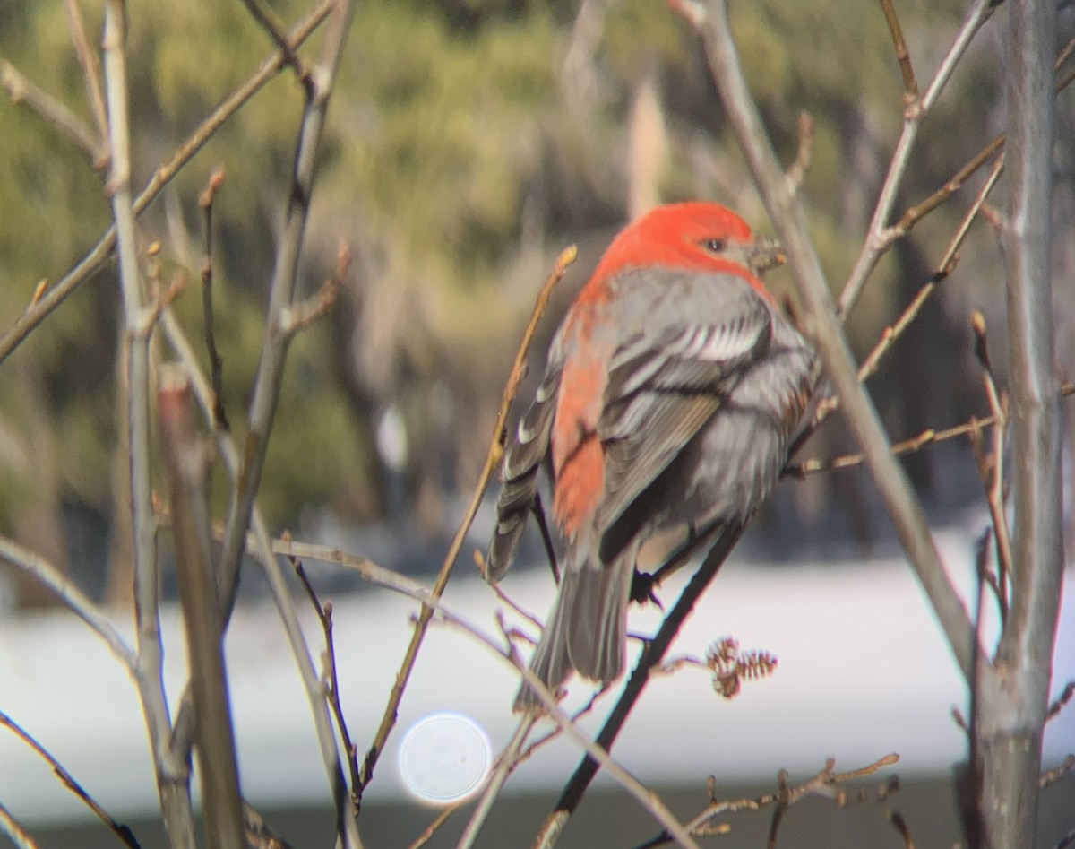 Pine Grosbeak - ML618726234