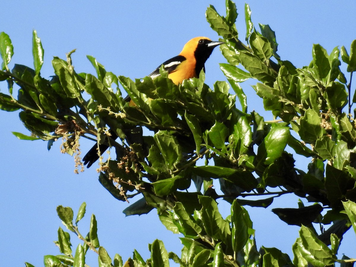 Hooded Oriole - ML618726242