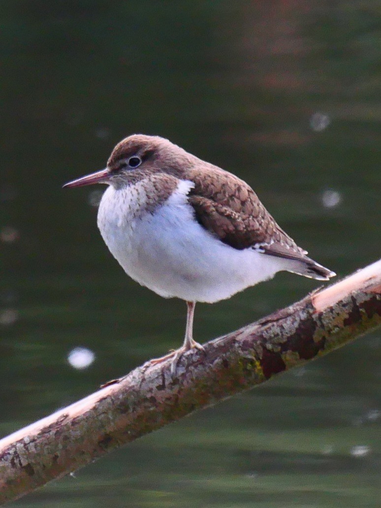 Common Sandpiper - ML618726249