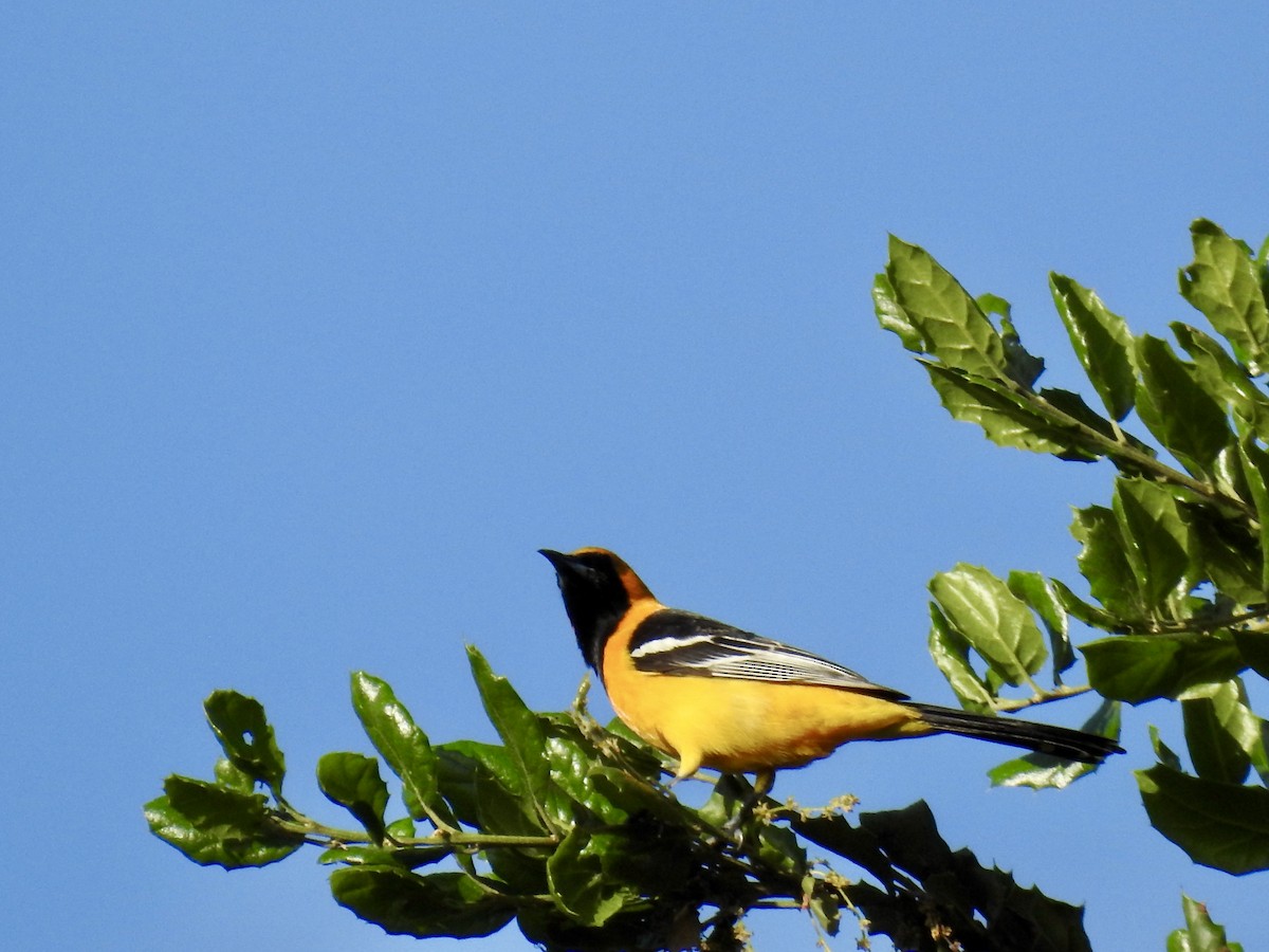 Hooded Oriole - ML618726252