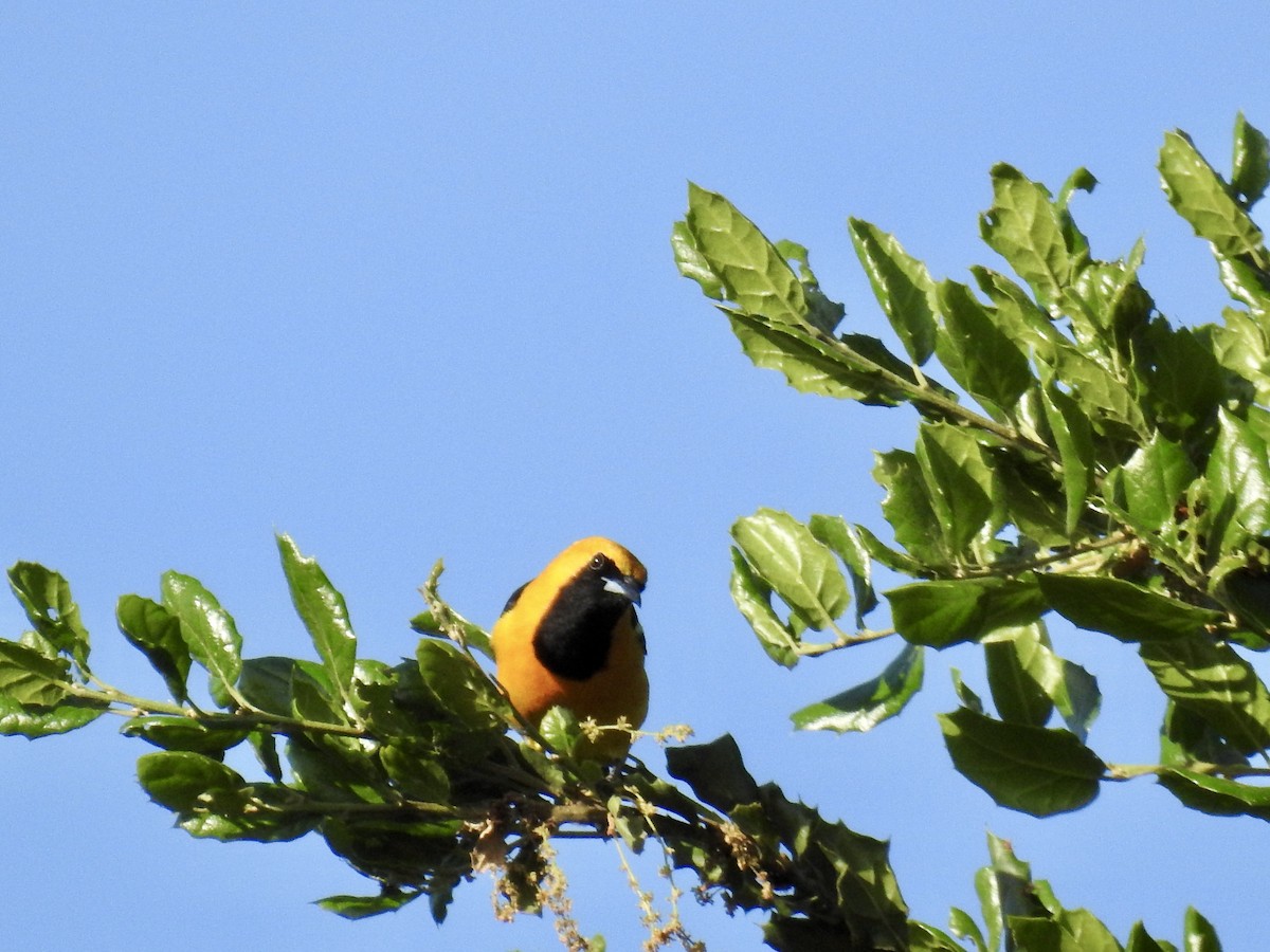 Hooded Oriole - ML618726253