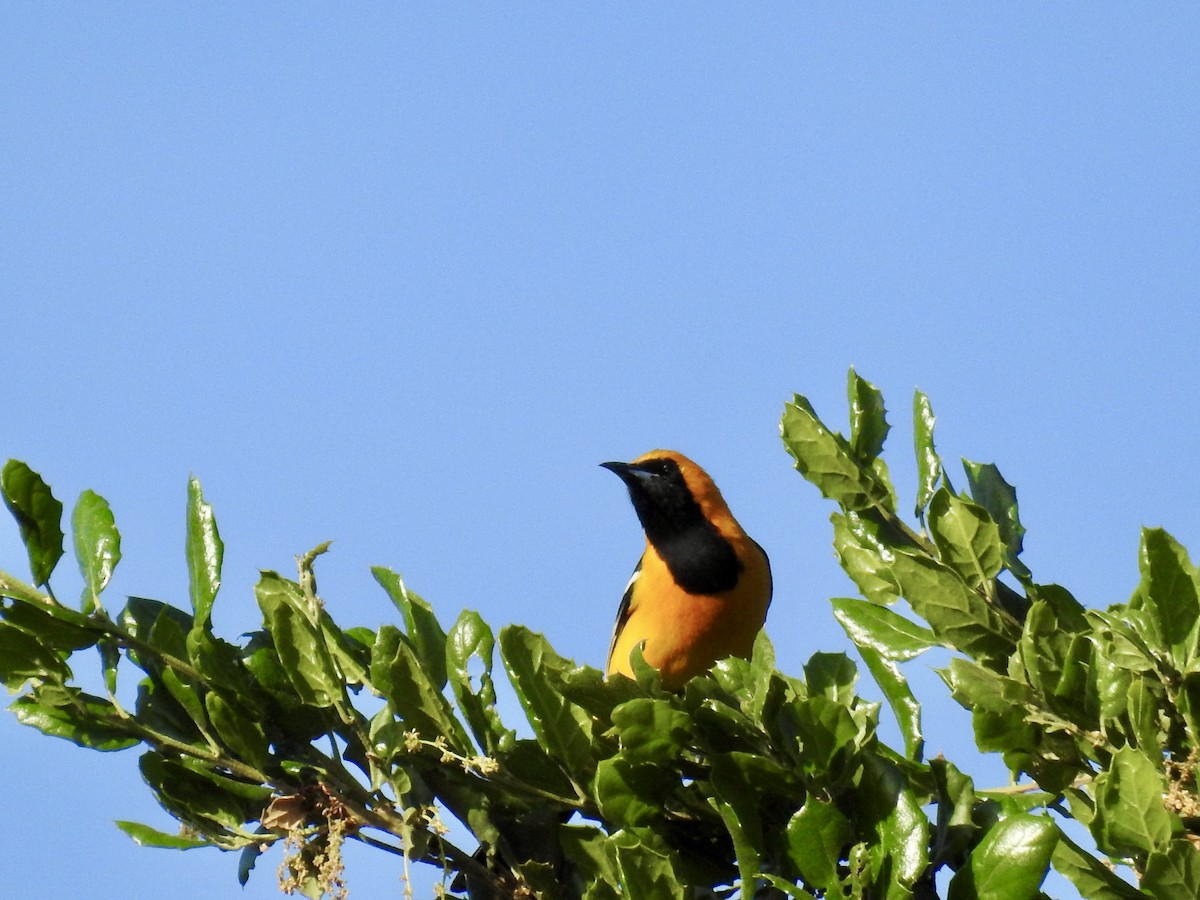 Hooded Oriole - ML618726254