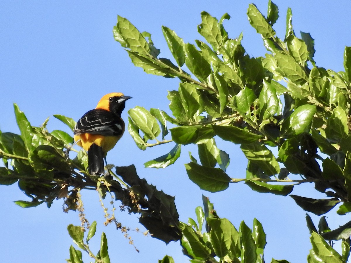 Hooded Oriole - ML618726271