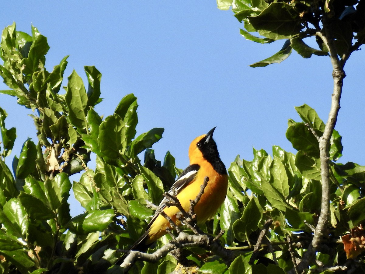 Hooded Oriole - ML618726276