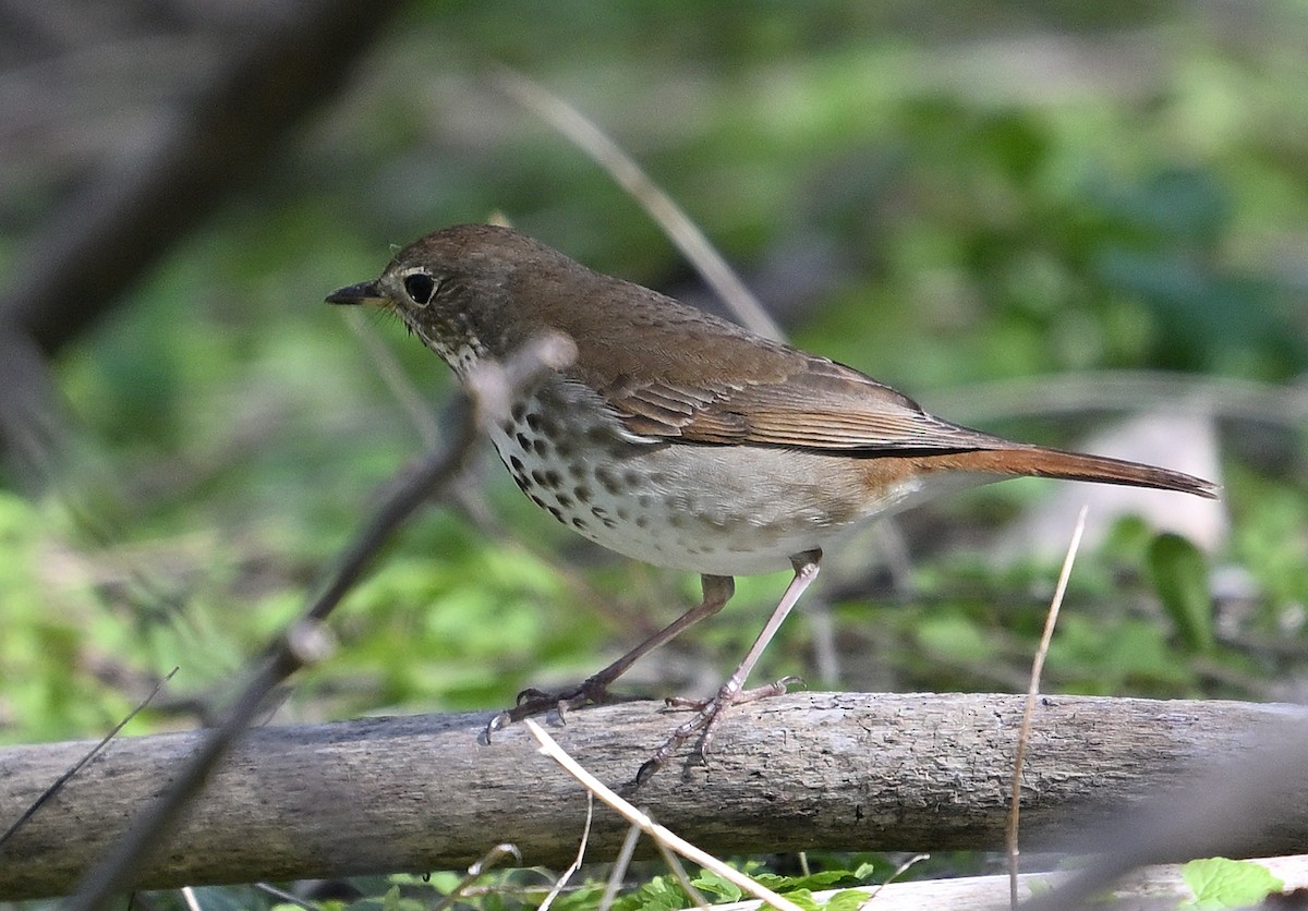 Hermit Thrush - ML618726277