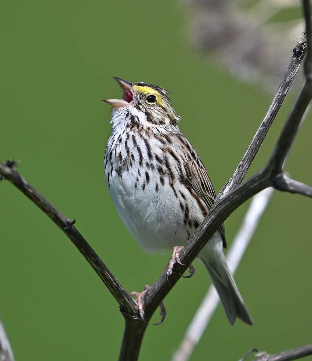 Savannah Sparrow - Dinu Bandyopadhyay