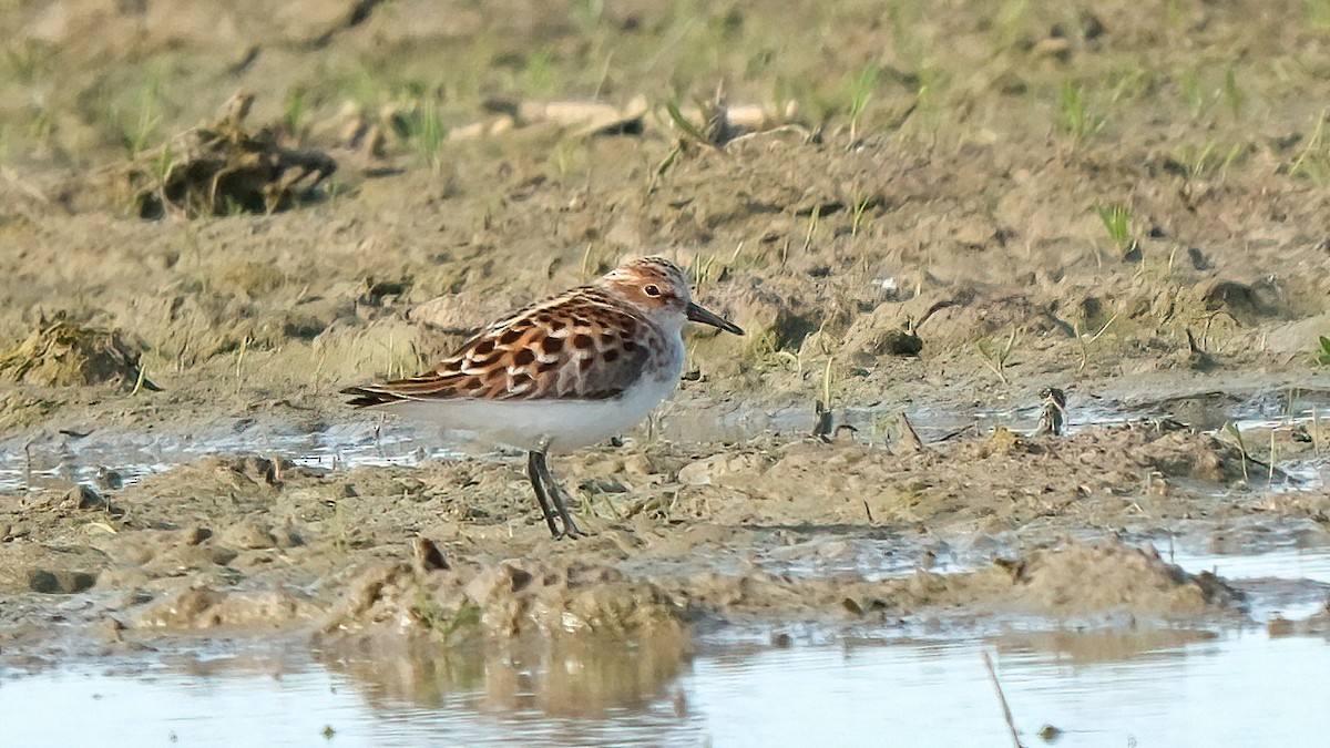 Little Stint - ML618726293