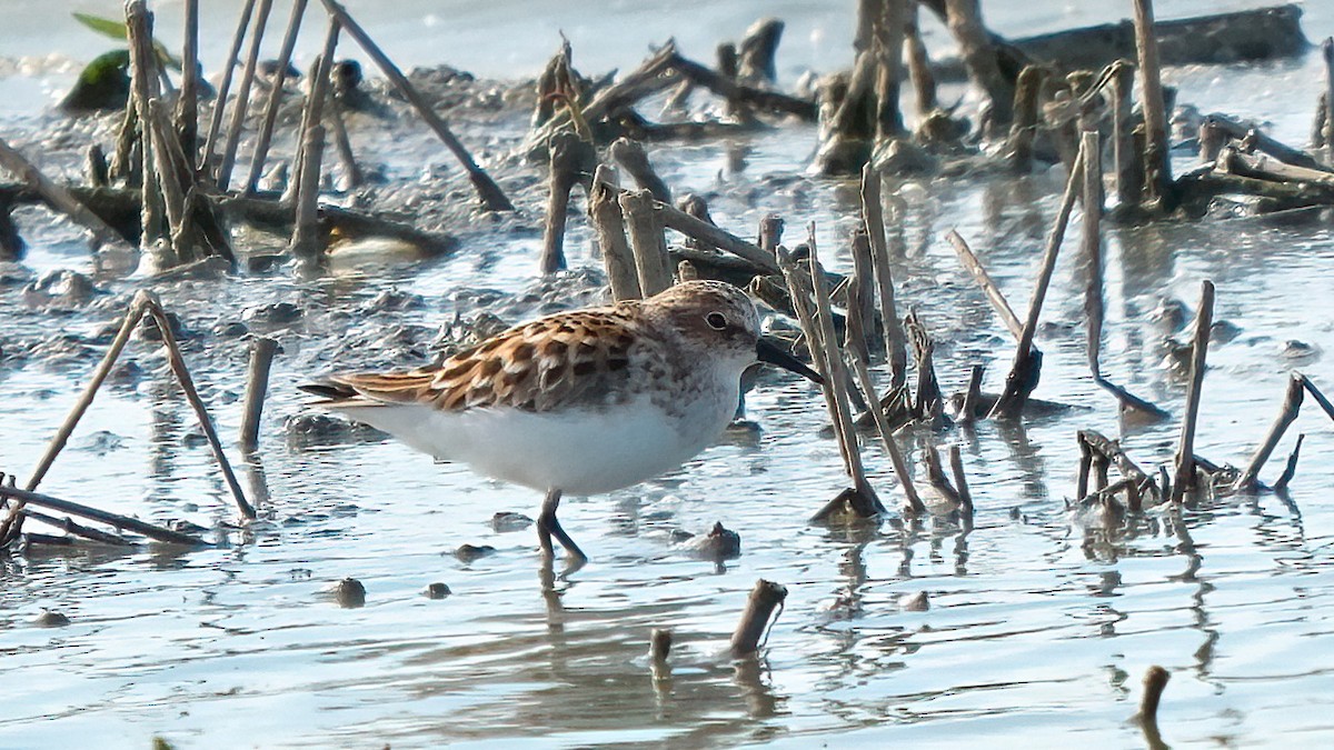 Little Stint - ML618726295