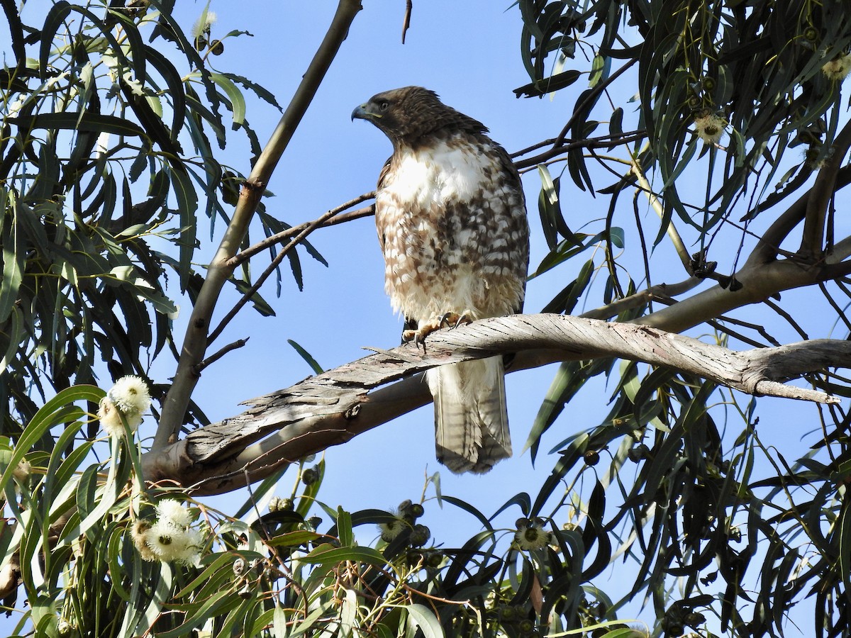 Red-tailed Hawk - Erin Holle