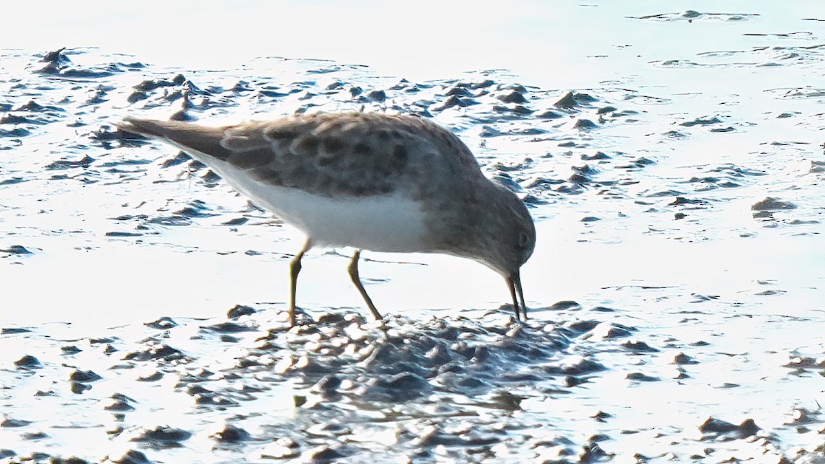 Temminck's Stint - Pavel Kunetek