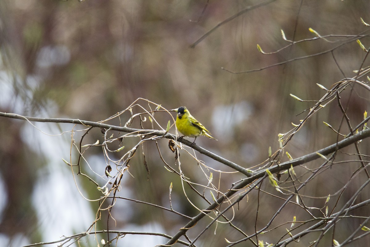 Eurasian Siskin - Ivan Abramov