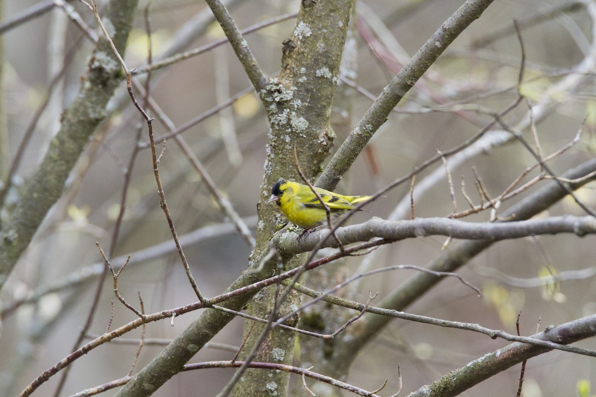 Eurasian Siskin - Ivan Abramov