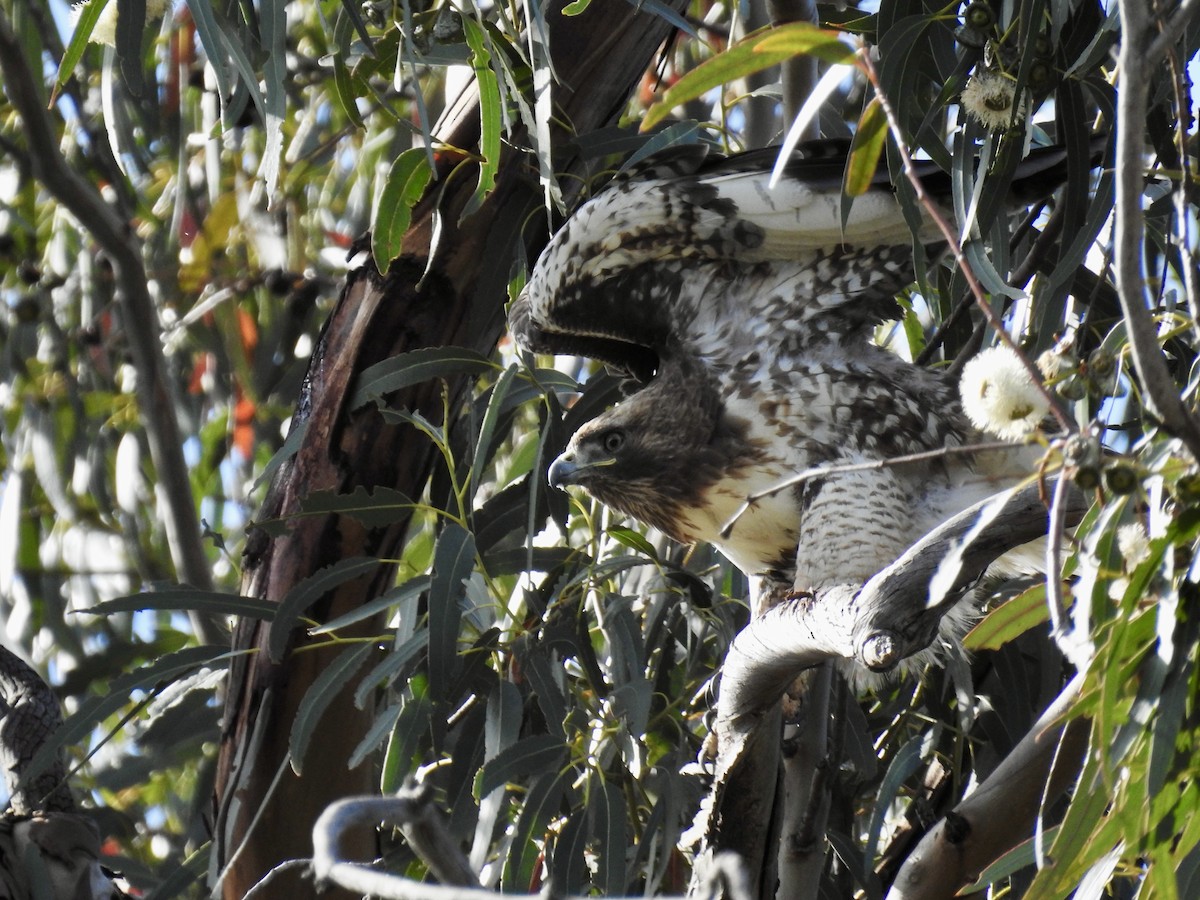 Red-tailed Hawk - ML618726374