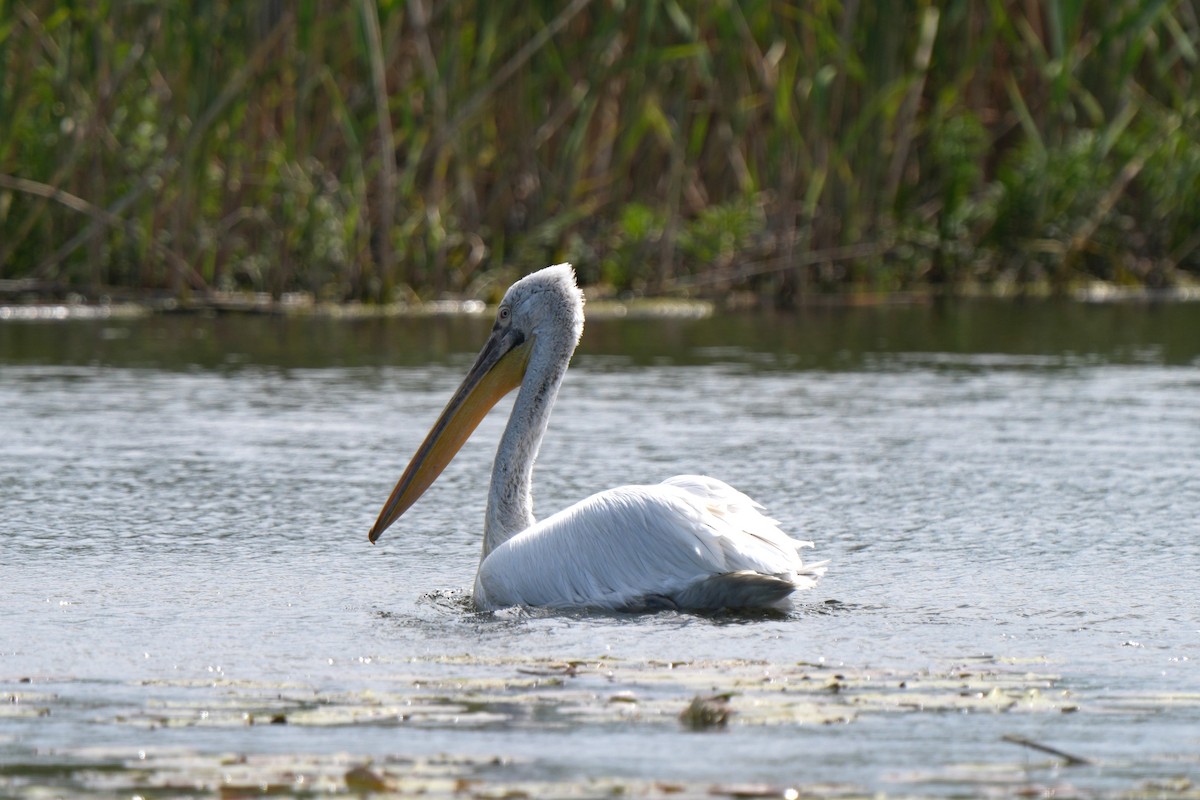 Dalmatian Pelican - ML618726382