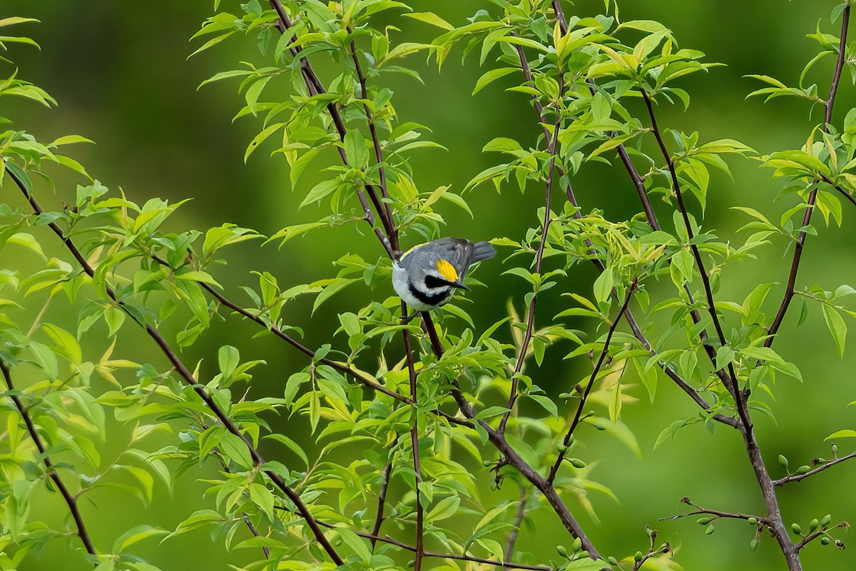 Golden-winged Warbler - Tim Horvath