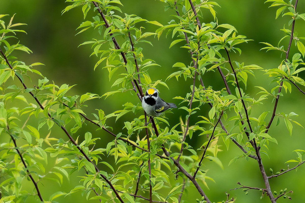 Golden-winged Warbler - Tim Horvath