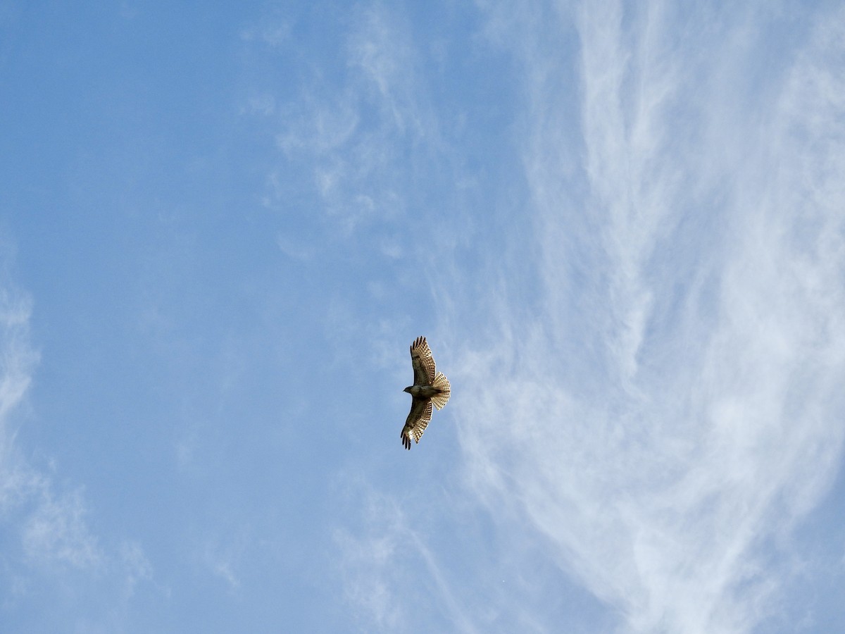 Red-tailed Hawk - ML618726392