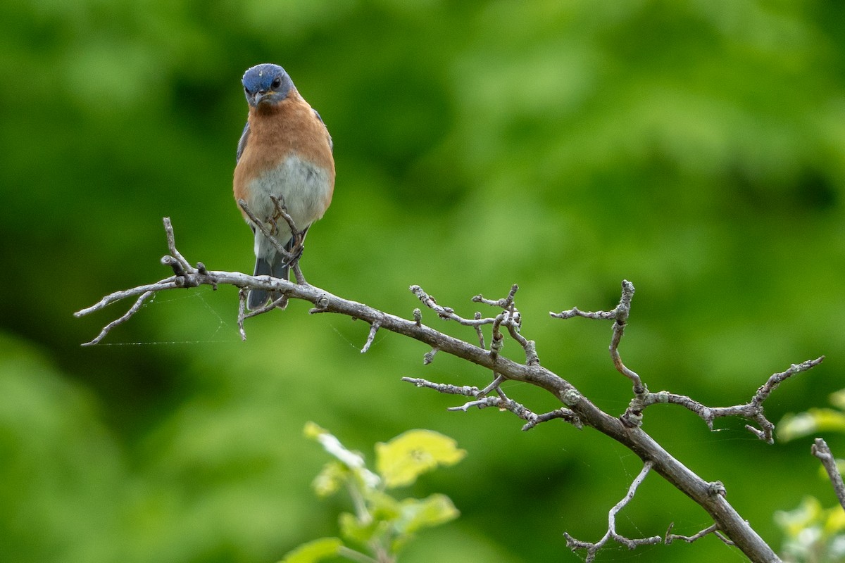 Eastern Bluebird - Tim Horvath