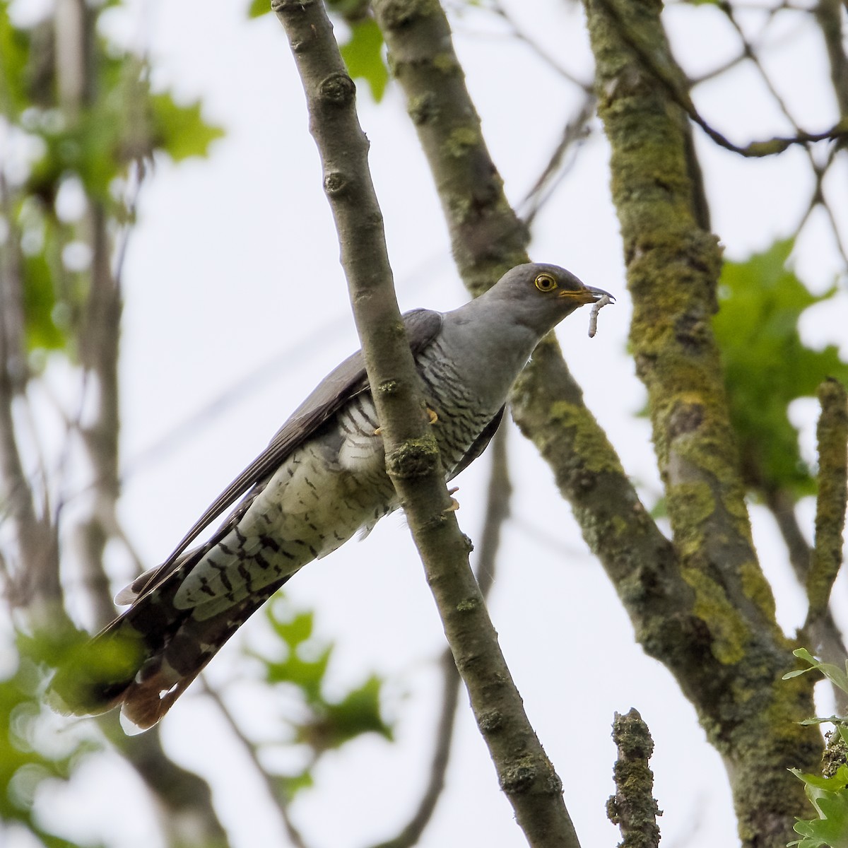 Common Cuckoo - ML618726415