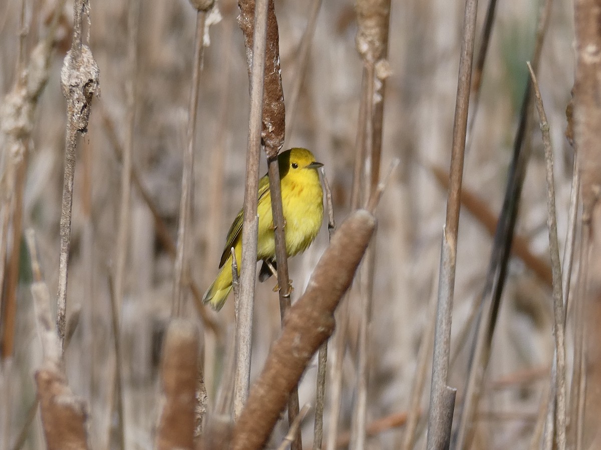 Yellow Warbler (Northern) - ML618726439