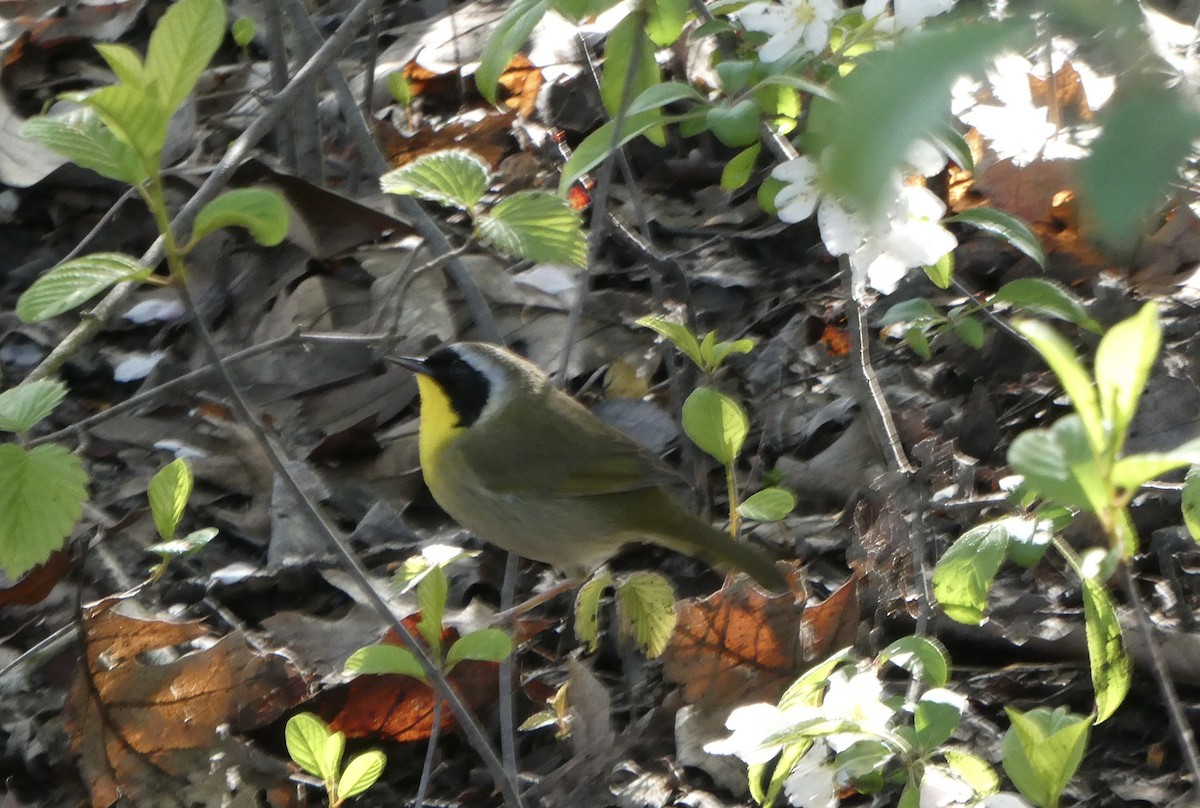 Common Yellowthroat - Ron Schlegel