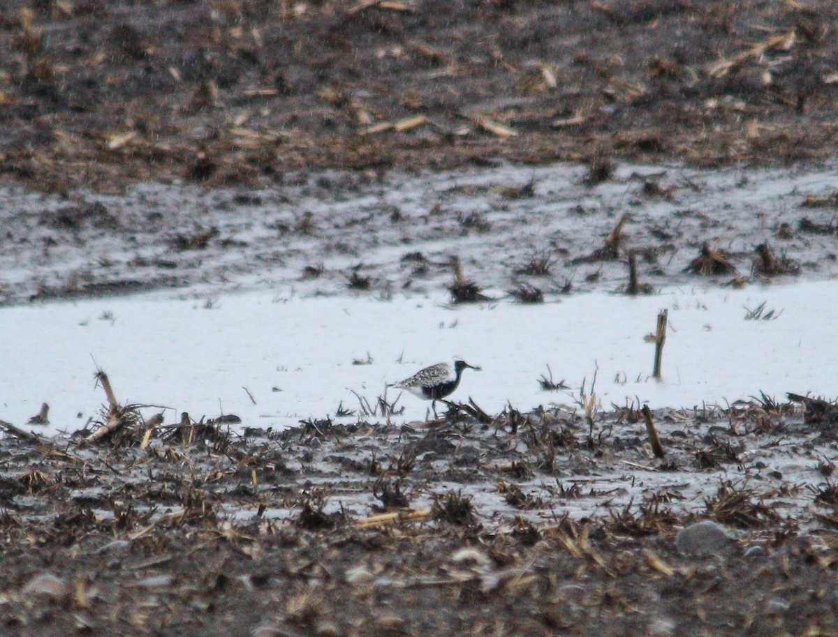 Black-bellied Plover - ML618726463