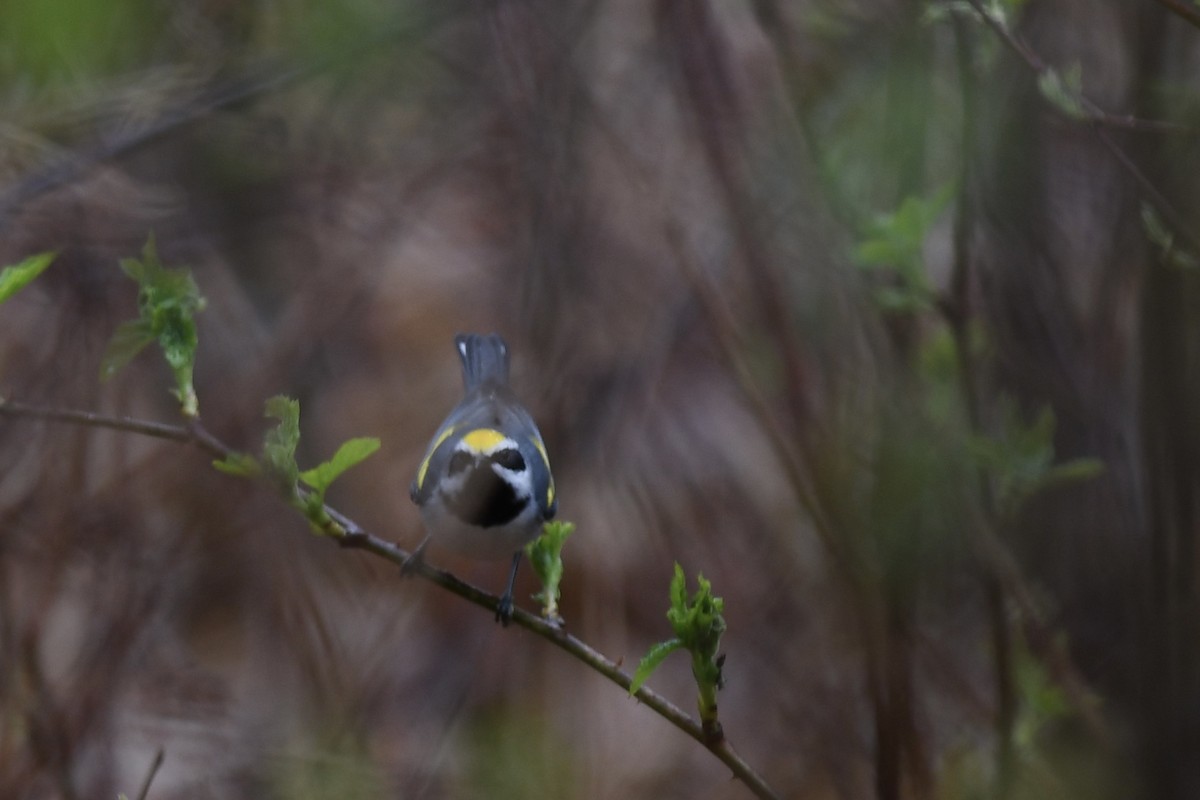 Golden-winged Warbler - ML618726469