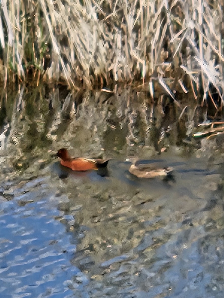 Cinnamon Teal - ML618726497