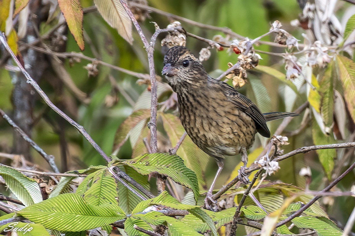 Dark-rumped Rosefinch - ML618726514