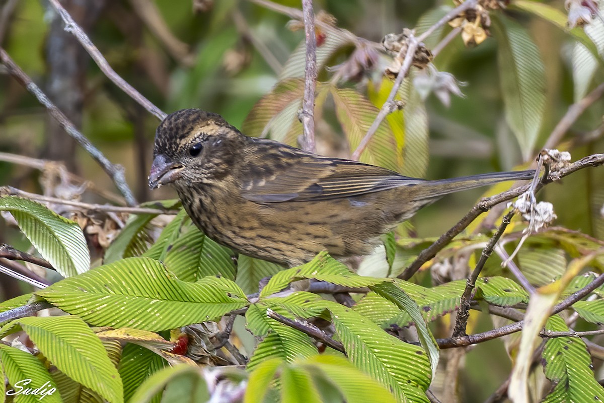 Dark-rumped Rosefinch - ML618726515