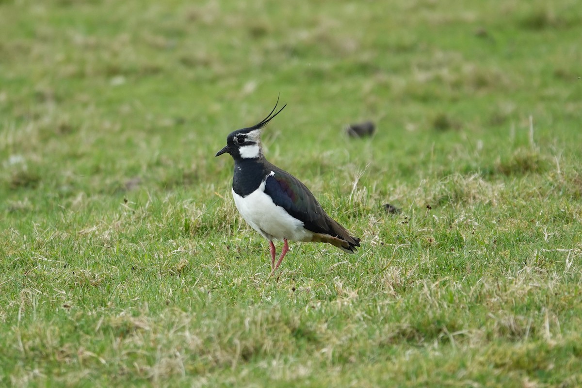 Northern Lapwing - ML618726539