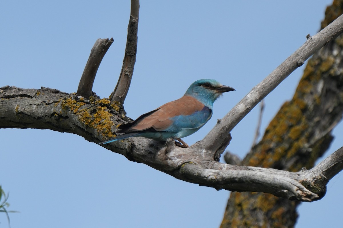 European Roller - Krzysztof Kasprzyk