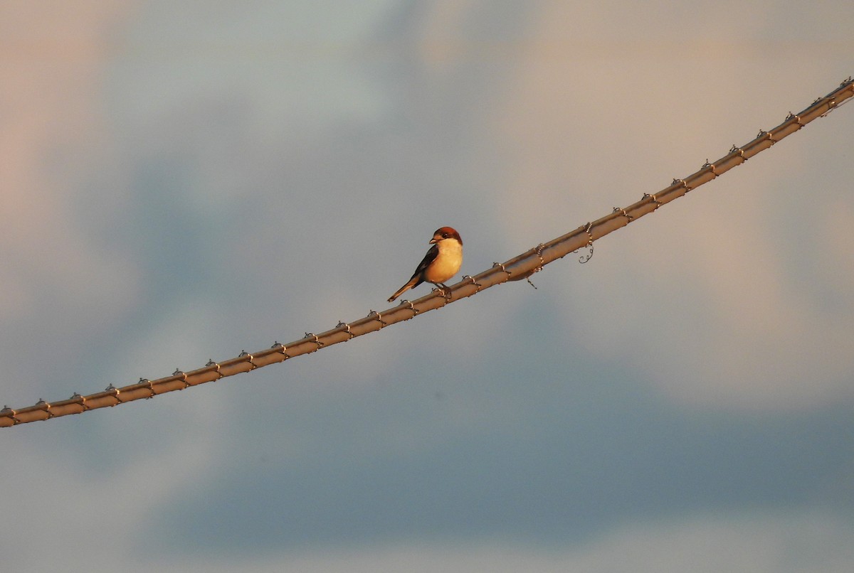 Woodchat Shrike - Dario Borgogno