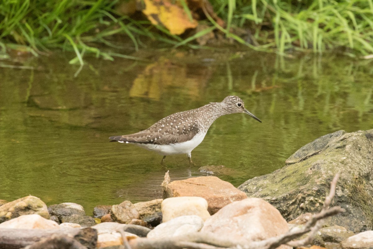 Solitary Sandpiper - Megan Kasprzak