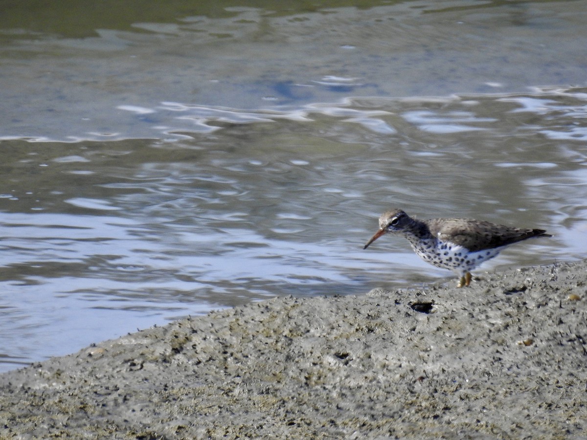 Spotted Sandpiper - ML618726635