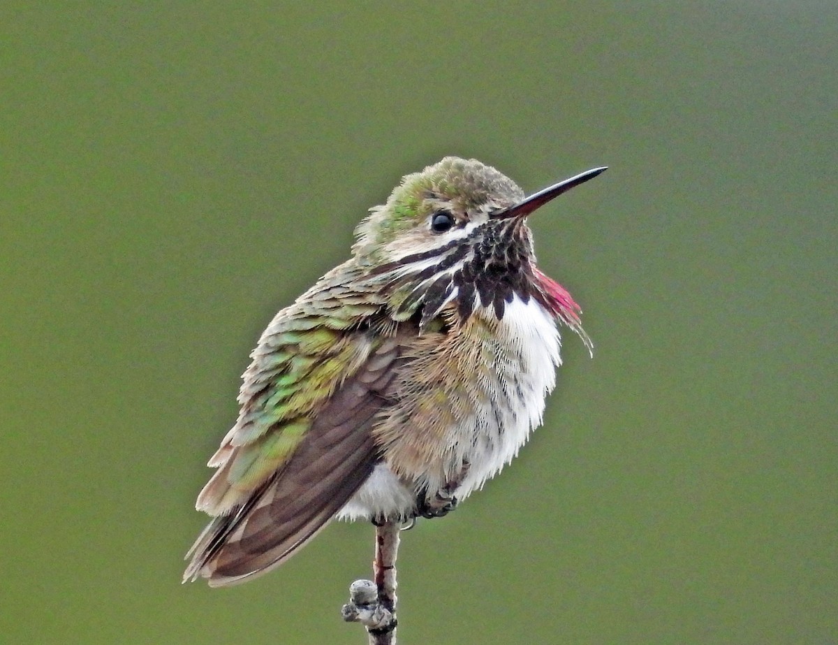 Calliope Hummingbird - Sharon Dewart-Hansen