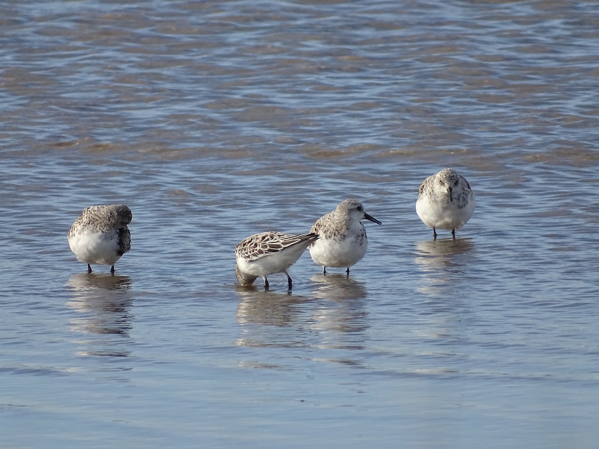 Bécasseau sanderling - ML618726639