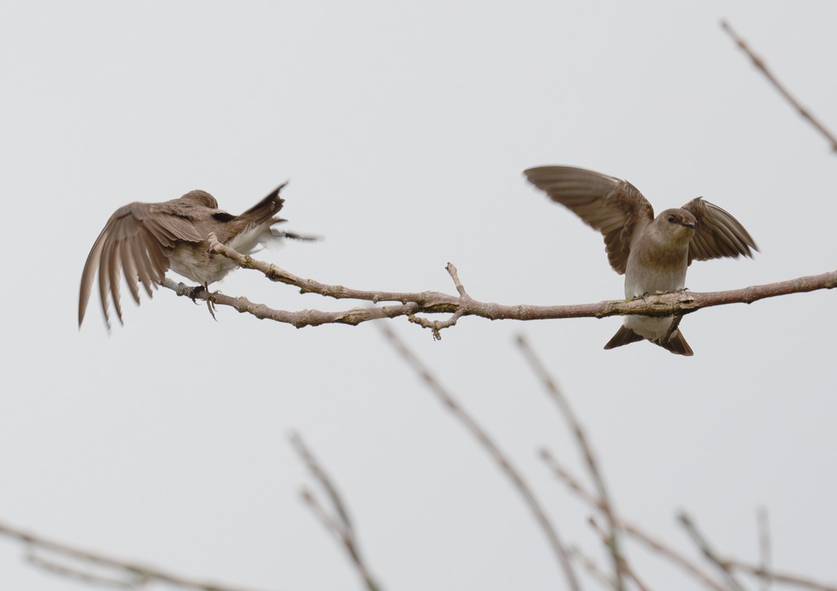 Northern Rough-winged Swallow - Annette McClellan