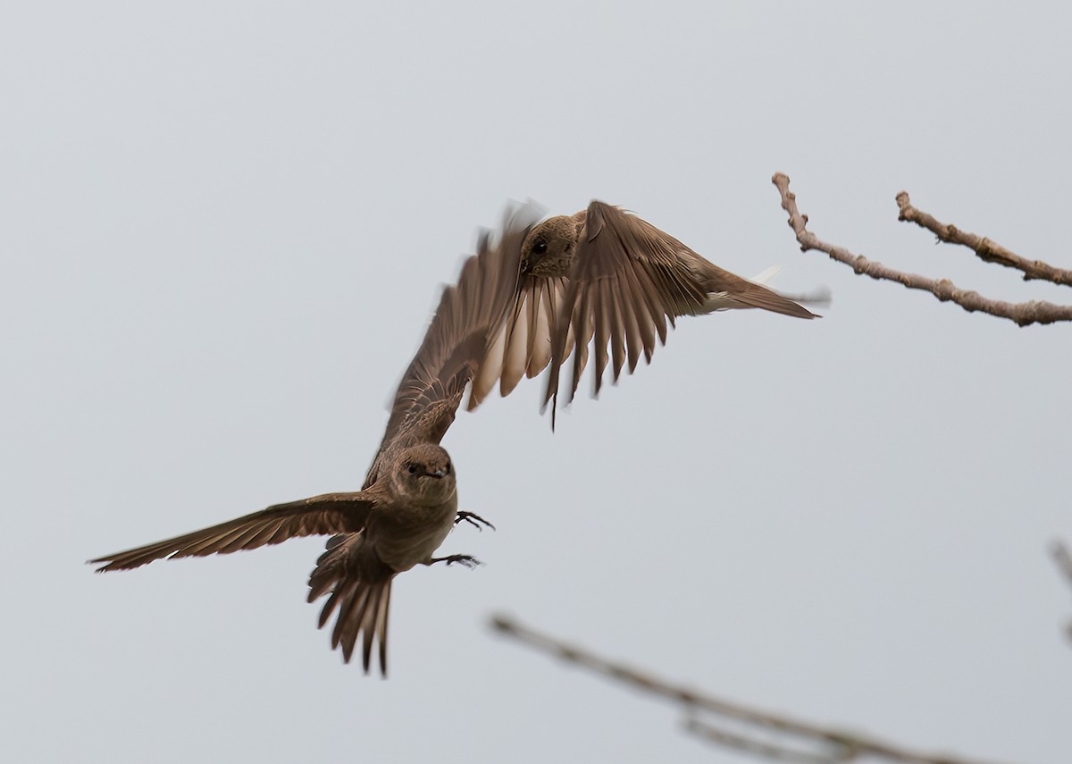 Northern Rough-winged Swallow - Annette McClellan