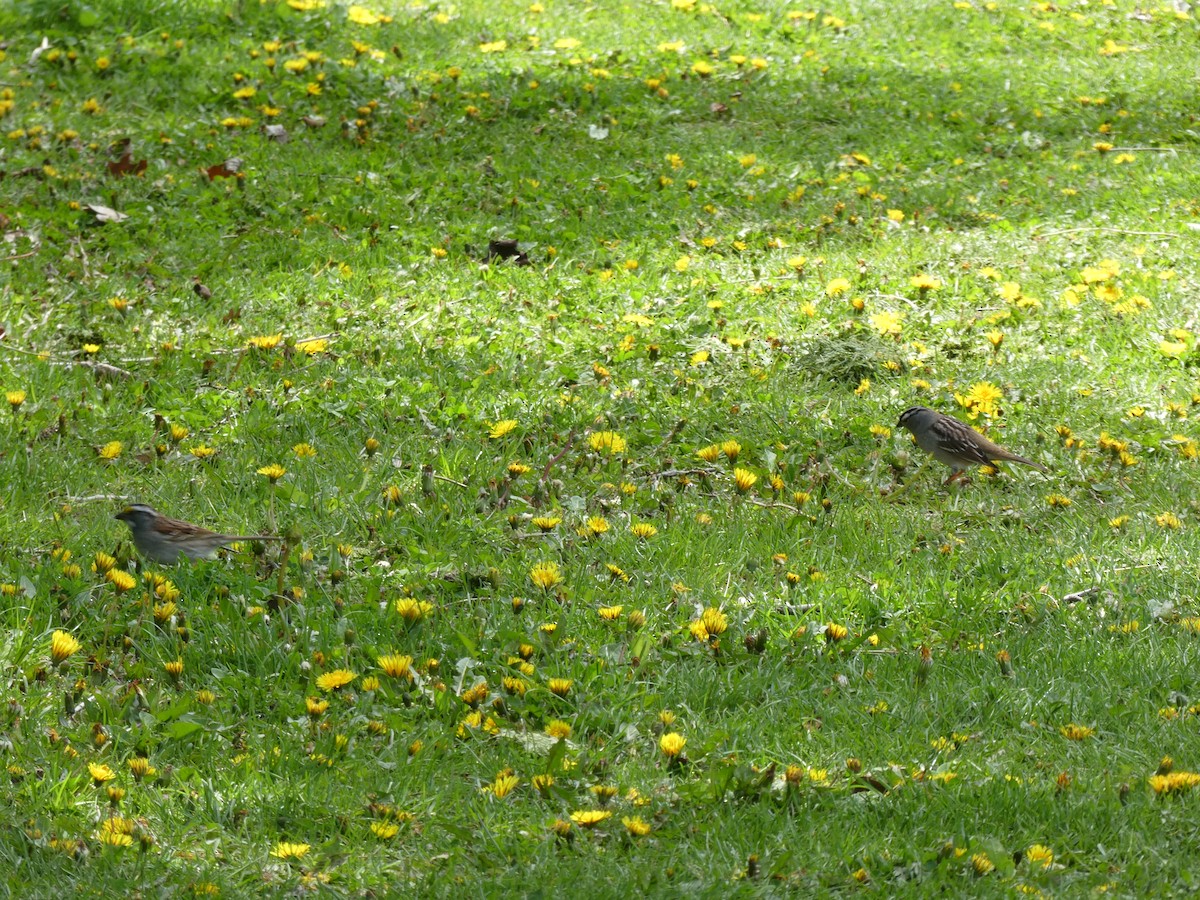 White-crowned Sparrow - ML618726683