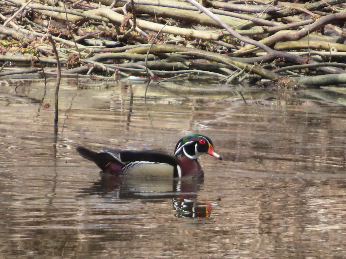 Wood Duck - Serge Benoit