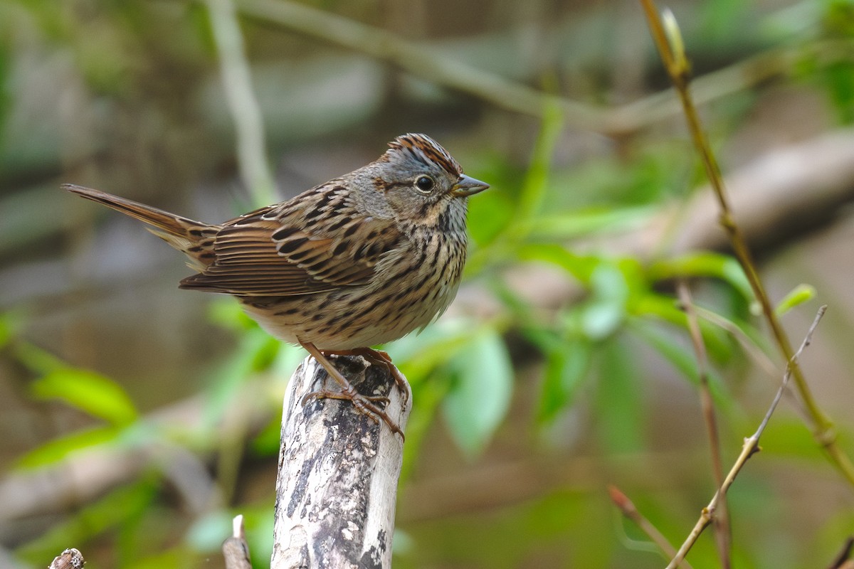 Lincoln's Sparrow - Annette McClellan