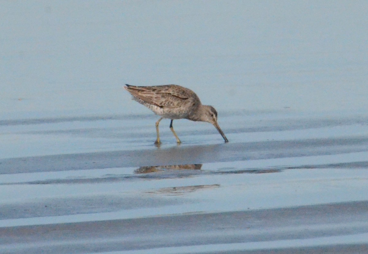 Short-billed Dowitcher - ML618726720