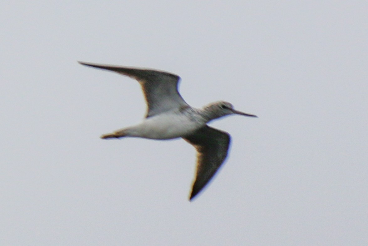 Common Greenshank - ML618726721